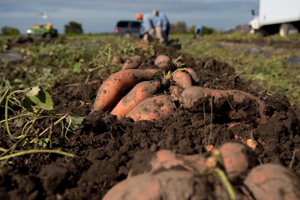 Sweet Potato Harvest