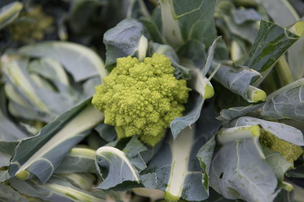 Romanesco